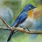 Indian Blue Robin Bird